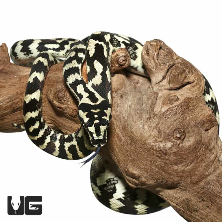 Male Jungle Carpet Pythons For Sale Underground Reptiles