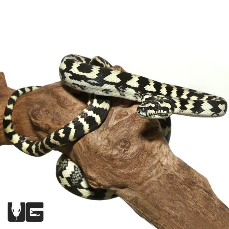 Male Jungle Carpet Pythons For Sale Underground Reptiles
