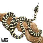 2020 Jungle Carpet Pythons (Morelia spilota cheynei) For Sale - Underground Reptiles