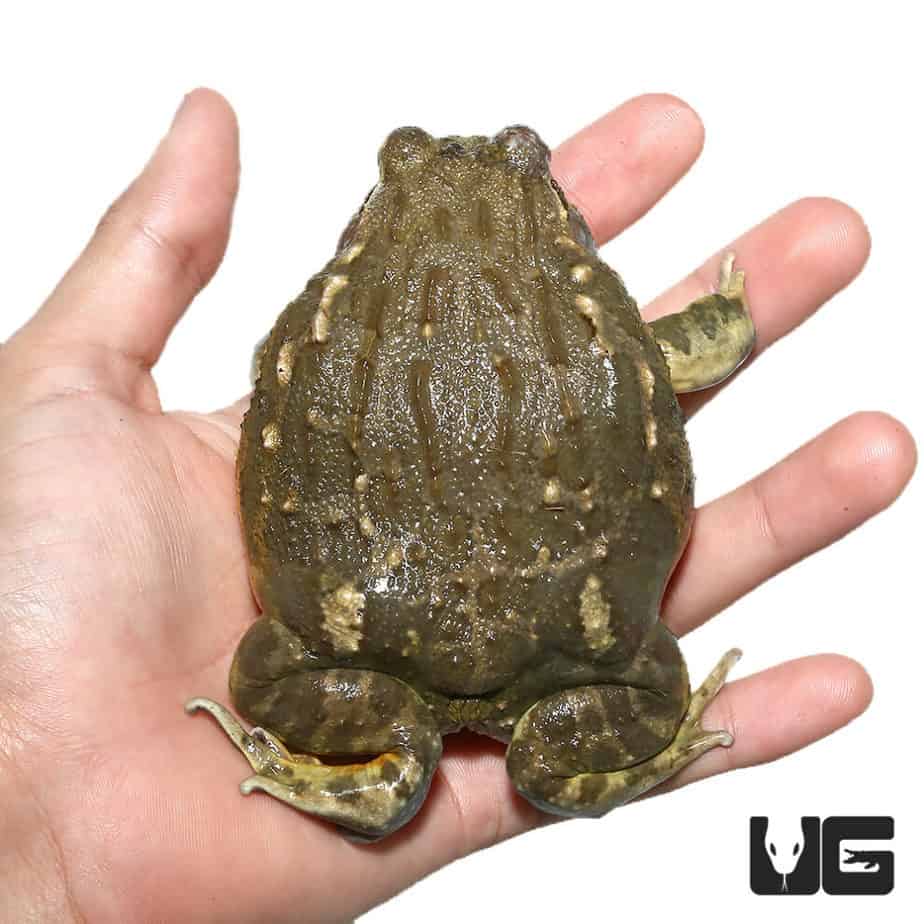 Adult Giant Pixie Frog (Pyxicephalus adspersus) For Sale Underground