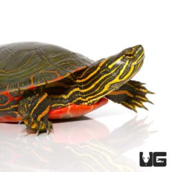Western Painted Turtles For Sale - Underground Reptiles