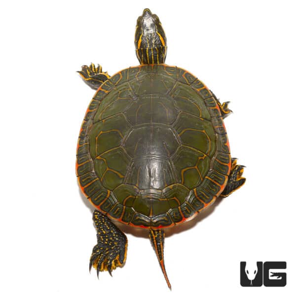 Western Painted Turtles (Chrysemys picta) For Sale - Underground Reptiles