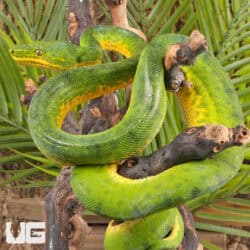 Anaconda Phase Emerald Tree Boas For Sale - Underground Reptiles