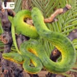Anaconda Phase Emerald Tree Boas For Sale - Underground Reptiles