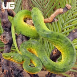 Anaconda Phase Emerald Tree Boas For Sale - Underground Reptiles