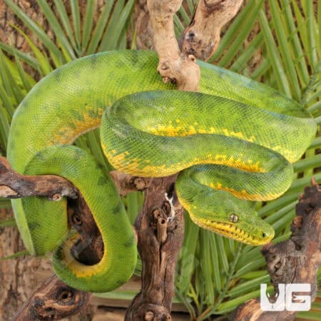 Anaconda Phase Emerald Tree Boas For Sale - Underground Reptiles