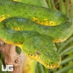 Anaconda Phase Emerald Tree Boas For Sale - Underground Reptiles