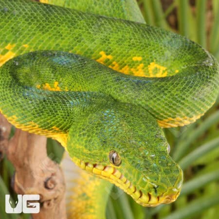 Anaconda Phase Emerald Tree Boas For Sale - Underground Reptiles