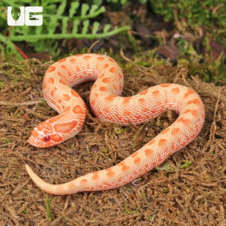 Baby Albino Anaconda Western Hognose Snakes For Sale - Underground Reptiles