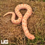 Baby Albino Anaconda Western Hognose Snakes For Sale - Underground Reptiles