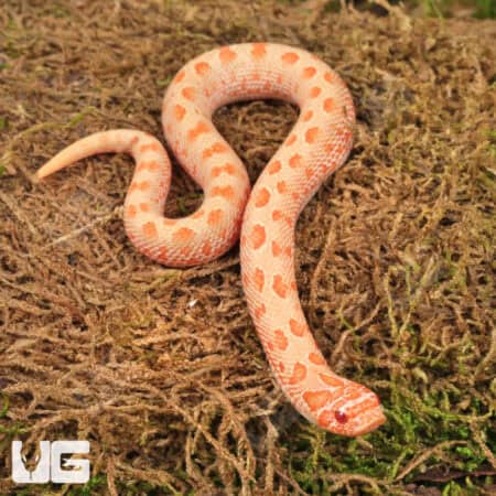 Baby Albino Anaconda Western Hognose Snakes For Sale - Underground Reptiles
