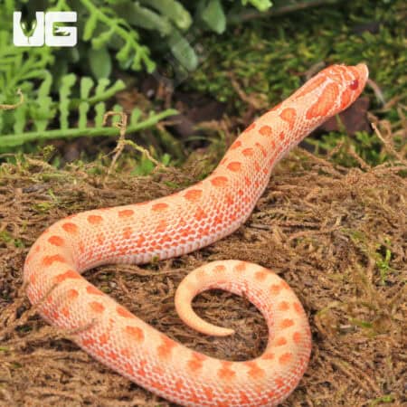Baby Albino Anaconda Western Hognose Snakes For Sale - Underground Reptiles