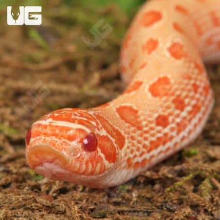 Baby Albino Anaconda Western Hognose Snakes For Sale - Underground Reptiles