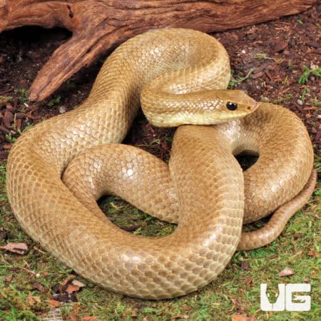 Madagascar Blonde Hognose Snake For Sale - Underground Reptiles