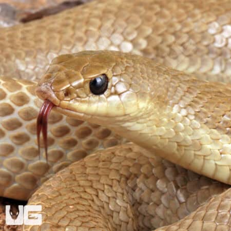 Madagascar Blonde Hognose Snake For Sale - Underground Reptiles