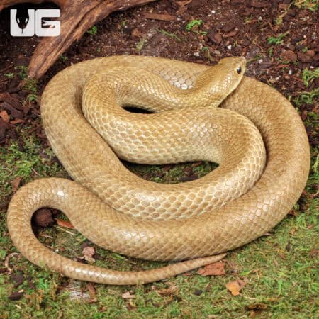 Madagascar Blonde Hognose Snake For Sale - Underground Reptiles