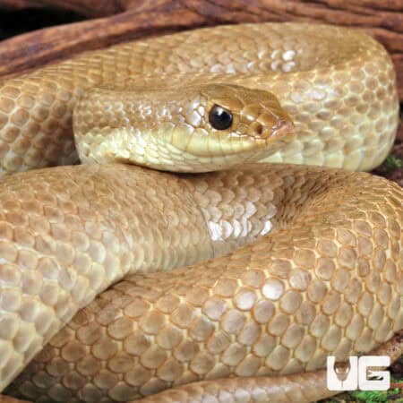 Madagascar Blonde Hognose Snake For Sale - Underground Reptiles