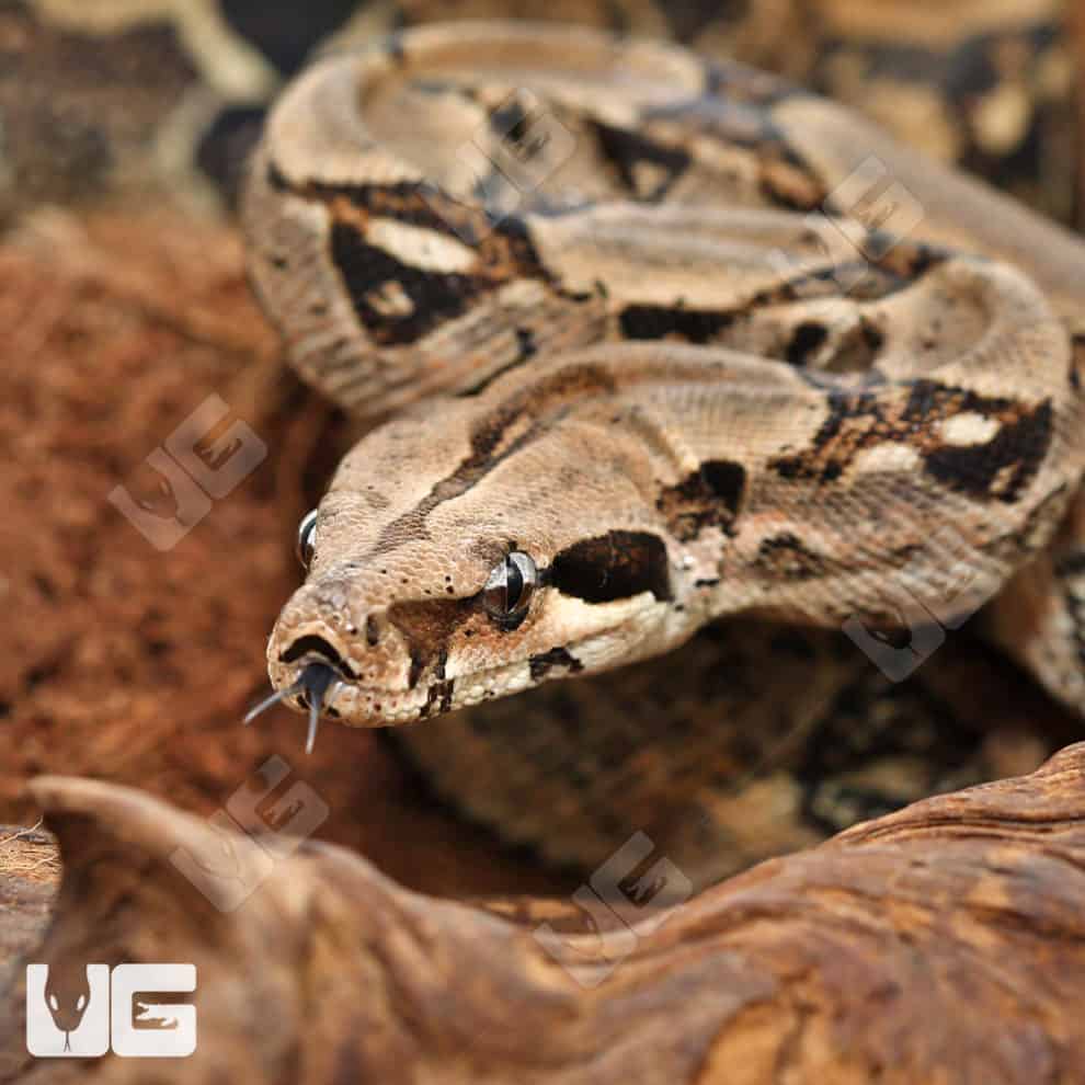 Adult Central American Boa For Sale Underground Reptiles