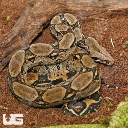 Sub Adult Central American Boa (Boa constrictor imperator) for sale