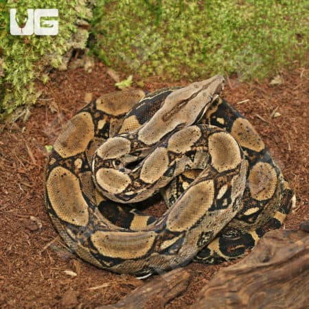 Sub Adult Central American Boa (Boa constrictor imperator) for sale