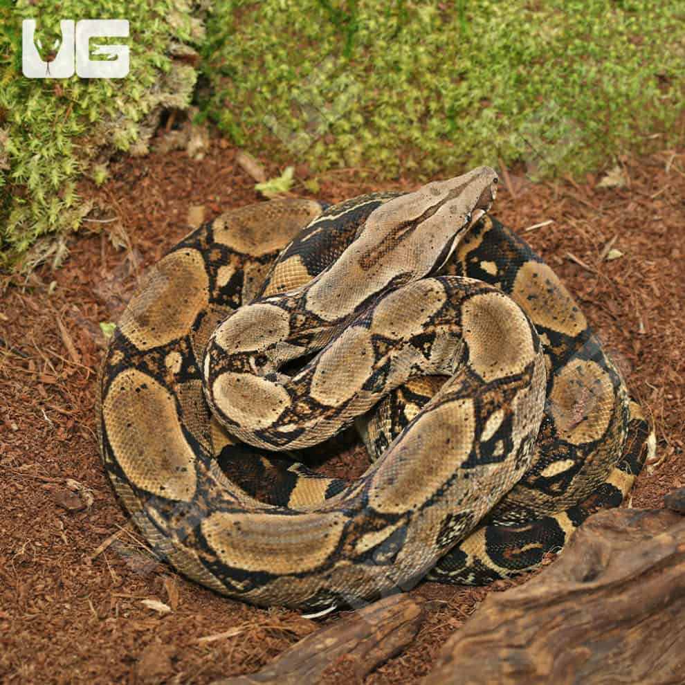 Adult Central American Boa For Sale - Underground Reptiles