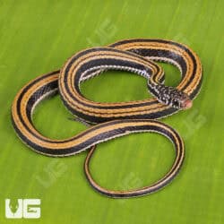 Striped Keelback Water Snakes For Sale - Underground Reptiles