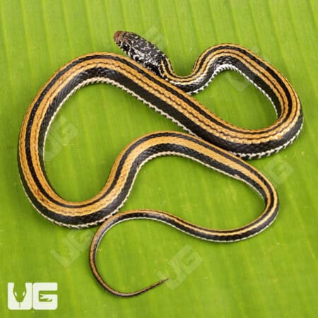 Striped Keelback Water Snakes For Sale - Underground Reptiles