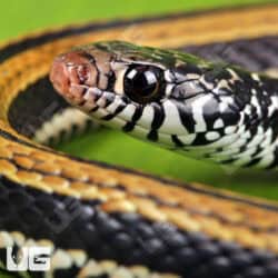 Striped Keelback Water Snakes For Sale - Underground Reptiles