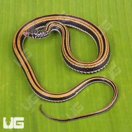 Striped Keelback Water Snakes For Sale - Underground Reptiles