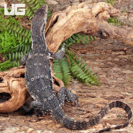 Axanthic Water Monitors For Sale - Underground Reptiles