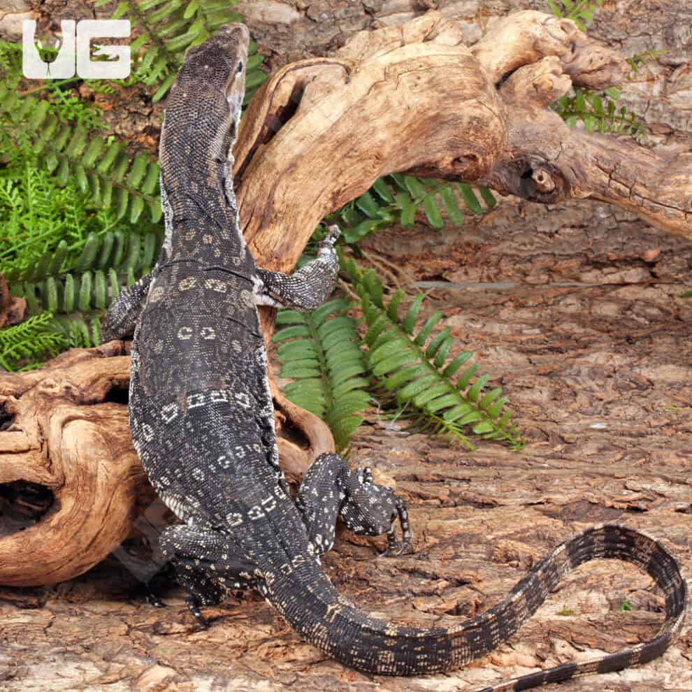 Axanthic Water Monitors For Sale - Underground Reptiles