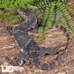 Axanthic Water Monitors For Sale - Underground Reptiles