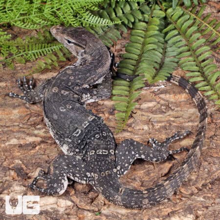 Axanthic Water Monitors For Sale - Underground Reptiles