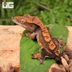 Juvenile Harlequin Crested Geckos For Sale - Underground Reptiles