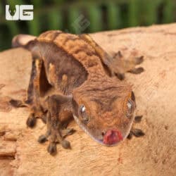 Juvenile Harlequin Crested Geckos For Sale - Underground Reptiles