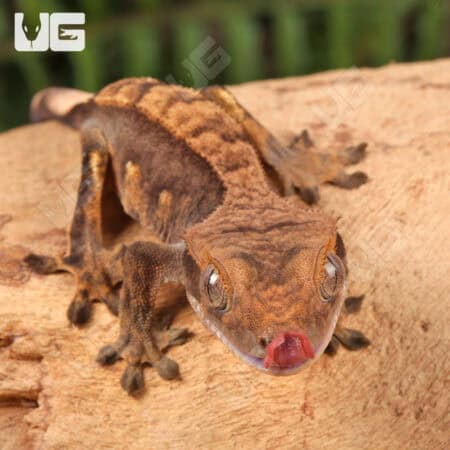 Juvenile Harlequin Crested Geckos For Sale - Underground Reptiles