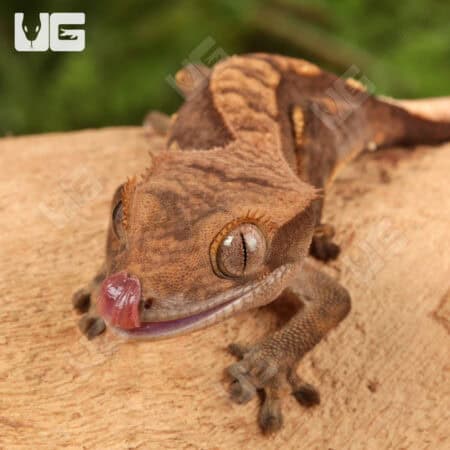 Juvenile Harlequin Crested Geckos For Sale - Underground Reptiles