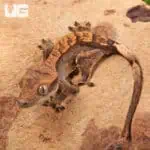 Juvenile Harlequin Crested Geckos For Sale - Underground Reptiles