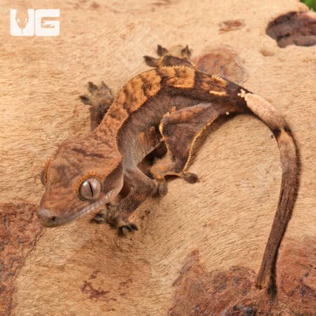 Juvenile Harlequin Crested Geckos For Sale - Underground Reptiles