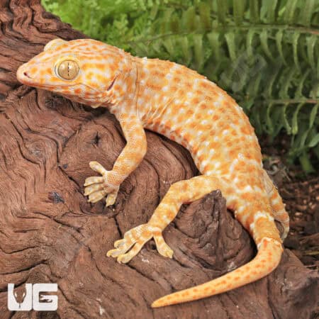 Adult Male Albino Tokay Geckos for sale - Underground Reptiles