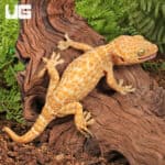 Adult Male Albino Tokay Geckos for sale - Underground Reptiles
