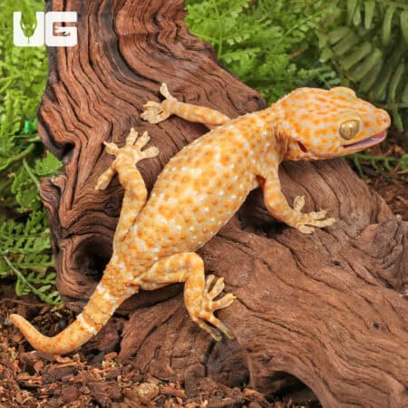 Adult Male Albino Tokay Geckos for sale - Underground Reptiles