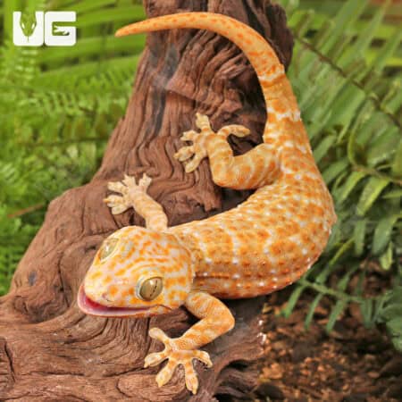 Adult Male Albino Tokay Geckos for sale - Underground Reptiles