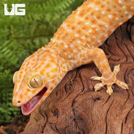 Adult Male Albino Tokay Geckos for sale - Underground Reptiles