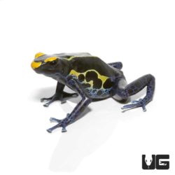 Adult Alanis Tinctorius Dart Frogs For Sale - Underground Reptiles