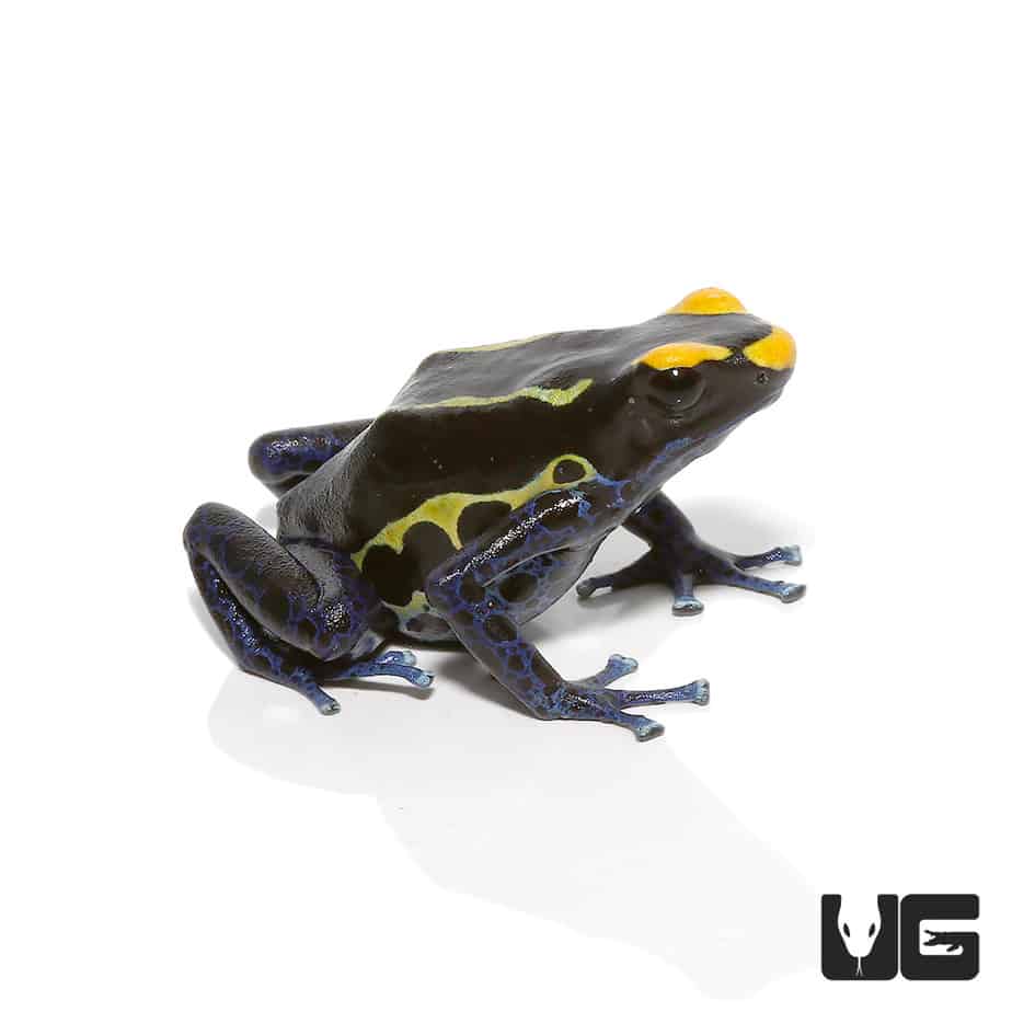 Adult Alanis Tinctorius Dart Frogs (Dendrobates tinctorious) For Sale Underground Reptiles