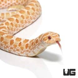 Adult Albino Western Hognose Snake For Sale - Underground Reptiles