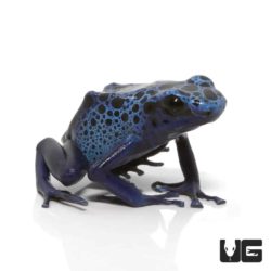 Adult Blue Azureus Tinctorius Dart Frogs For Sale - Underground Reptiles