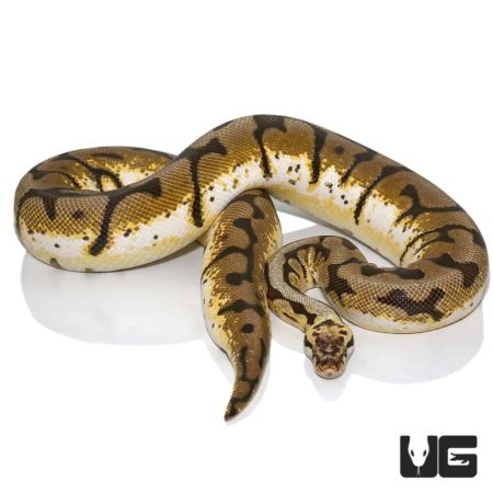 Adult Female Bumblebee Ball Python For Sale - Underground Reptiles