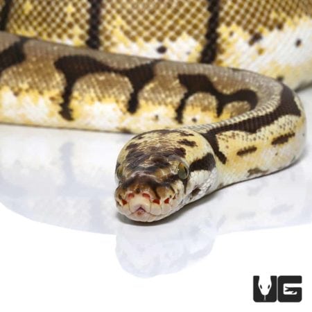 Bumblebee Ball Python, adult female, showcasing vibrant yellow and black pattern. Perfect for reptil.